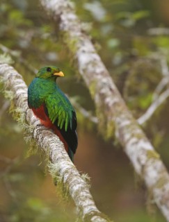 Golden-headed Quetzal (Pharomachrus auriceps) male, Pichincha, Ecuador