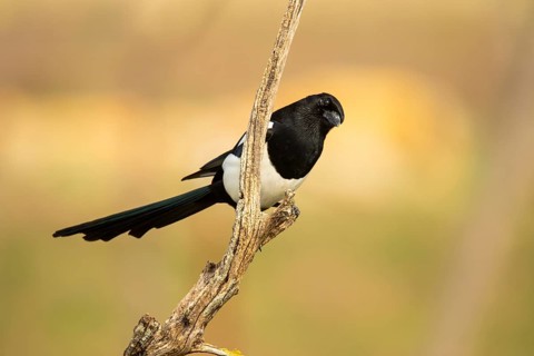 A striking Eurasian magpie poses on a gnarled branch against a soft blurred background,