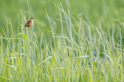 Zitting cisticola (Cisticola juncidis), on cereal field, Galicia, Spain