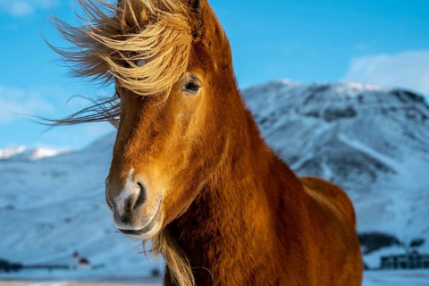 A stunning Icelandic horse stands with a windswept mane, set against a backdrop of snow-covered