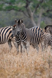 Plains zebras (Equus quagga), mother with young, in high grass, Kruger National Park, South Africa