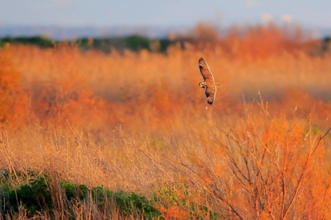 Short-eared Owl (Asio flammeus) flying, Andalusia, Spain