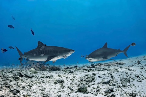 Two majestic tiger sharks glide over the vibrant coral reefs of the Maldives, surrounded by an