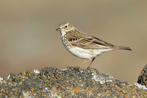 Meadow Pipit (Anthus pratensis), Iceland