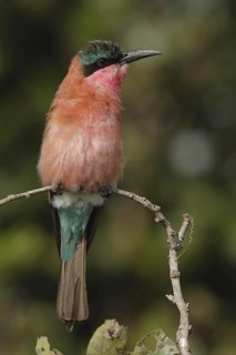 Southern Carmine Bee-eater (Merops nubicoides)