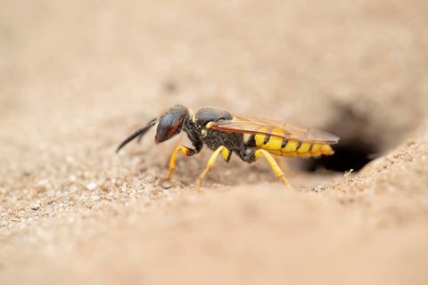 European bee wolf (Philanthus triangulum) adult solitary wasp insect at the entrance of its burrow