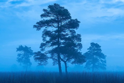 Pine (Pinaceae) in the moor with fog, nature reserve, Vernner Moor, Neuenkirchen-Vörden, Lower