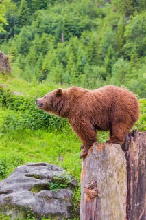 An adult female Eurasian brown bear (Ursus arctos arctos) uses the top of a dead tree as a vantage
