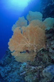 Giant fan coral (Annella mollis)