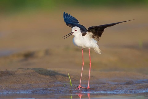 Black-winged Stilt (Himantopus himantopus) female, Subotica, Serbia