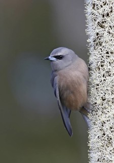 White-browed Woodswallow (Artamus superciliosus) female, Victoria, Australia