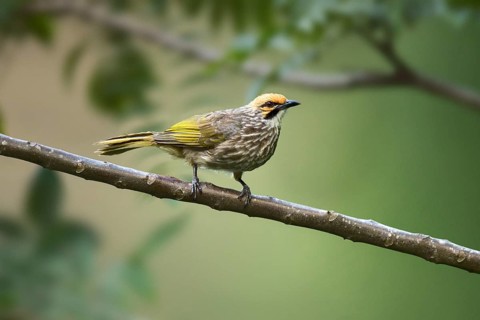 Straw-headed Bulbul (Pycnonotus zeylanicus) perched on a branch, Hindhede Nature Reserve Singapore