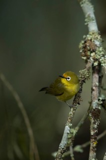 Montane White-eye (Zosterops poliogastrus) perched on a branch, Kafa, Ethiopia