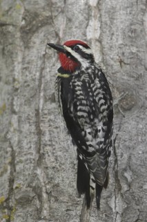 Yellow-bellied Sapsucker (Sphyrapicus varius) male, Manitoba, Canada