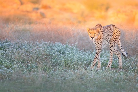 Cheetah (Acinonyx jubatus) walking in meadow, Castile-La Mancha, Spain