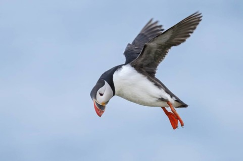 Atlantic Puffin (Fratercula arctica) flying, Iceland