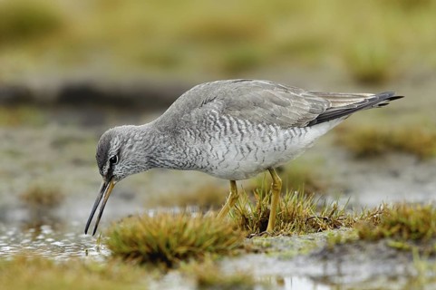 Grey-tailed Tattler (Tringa brevipes), Alaska, USA