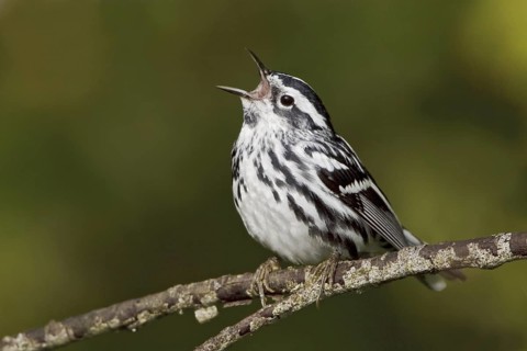 Black-and-white Warbler (Mniotilta varia) singing, Ontario, Canada