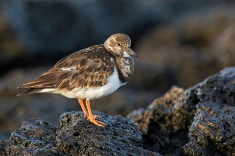 Ruddy Turnstone (Arenaria interpres) feeding amongst the rocks, Fuerteventura, Spain