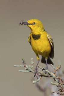 Yellow Chat (Epthianura crocea) male with spider prey, Western Australia, Australia