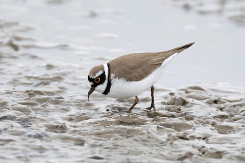 Little ringed plover (Charadrius dubius) adult wading bird feeding on a mudflat, England, United