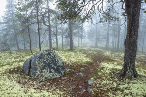 Path in foggy pine forest, Alvdal, Hedmark, Innlandet, Norway, November 2025