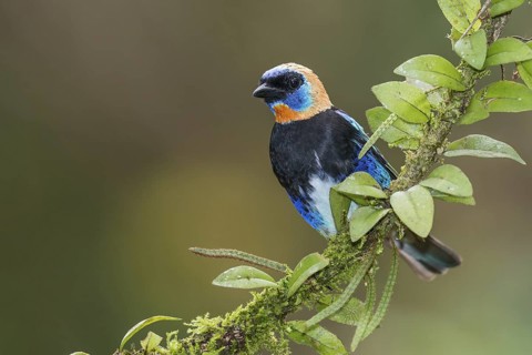 Golden-hooded Tanager (Tangara larvata), Costa Rica