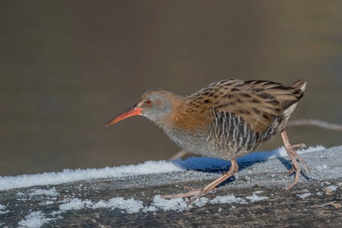 Water Rail (Rallus aquaticus) runs along a branch at the edge of the water in the moor. The sun