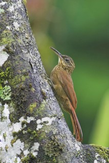 Streak-headed Woodcreeper (Lepidocolaptes souleyetii), Costa Rica