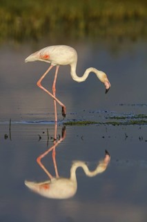 Pink flamingo, (Phoenicopterus ruber), Phoenicopterus roseus, animals, birds, flamingo, biotope,