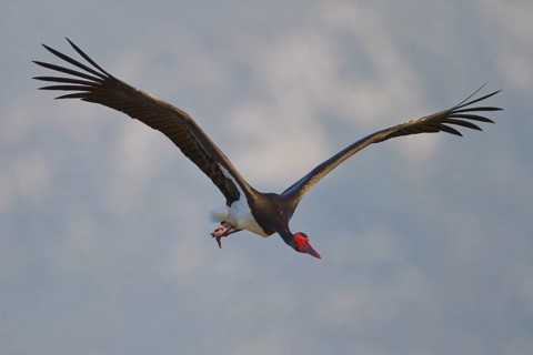 Black Stork (Ciconia nigra) flying, Greece