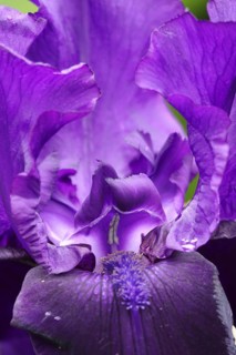 Magnificent iris, June, Germany