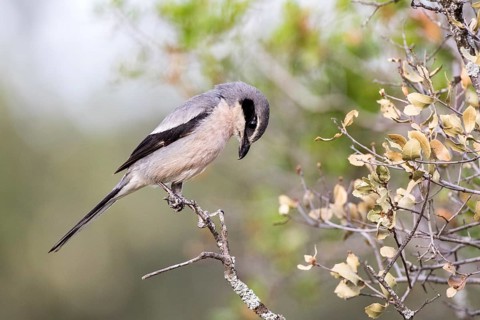 Southern Grey Shrike (Lanius meridionalis) male, Castile-La Mancha, Spain