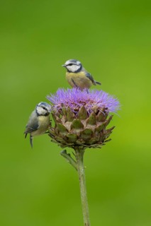 Blue tit (Cyanistes Caeruleus) two adult garden birds on an artichoke thistle flower in summer,