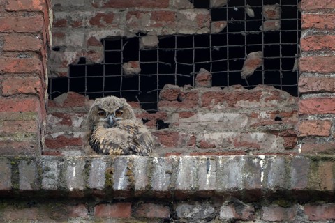 Uhu (Bubo bubo), Eagle Owl, Jungvogel im Nest, Juni, Zeche Ewald, Herten, Ruhrgebiet,