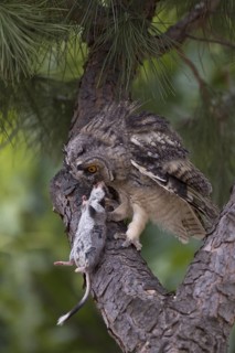 Long-eared Owl (Asio otus), Castile-La Mancha, Spain