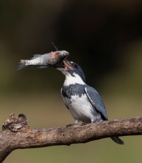 Belted Kingfisher (Megaceryle alcyon) male with fish in its beak, Florida, USA
