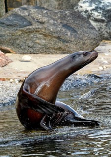 Animal portrait of Californian sea lion, eared seal, predator, seal, captive, California, Pacific