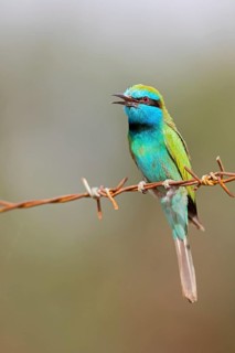 Emerald spint, Merops orientalis, Israel