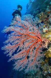 Diver looking at illuminated Red Sea Fan (Melithaea ochracea) Red Sea Fan with open polyps while