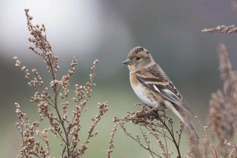 Brambling - Bergfink - Fringilla montifringilla, Germany, 1st cy female