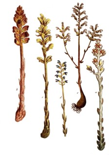 Botany, plants, orobanche, summerwort, a. hyppopytis, b. caryophyllum, c. major, d. non ramosa, e.