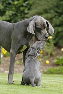 Great Dane