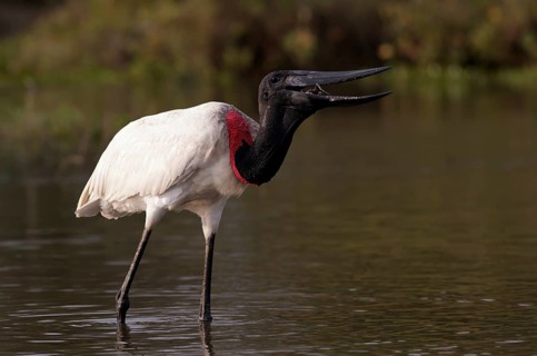Jabiru (Jabiru mycteria) eating fish, Pantanal, Brazil