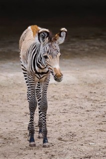 Grévy's zebra (Equus grevyi), youngster, Germany