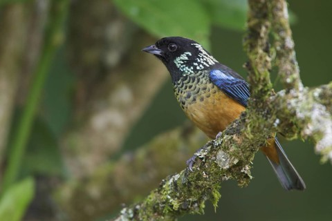 Spangled-cheeked Tanager (Tangara dowii) perched on a branch in Costa Rica, Central America