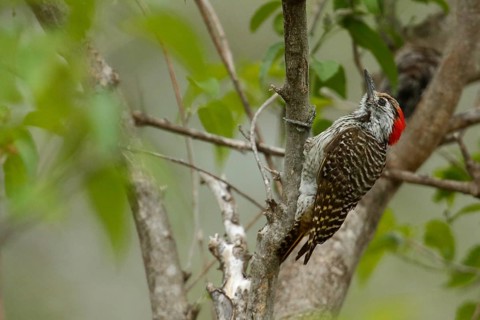 Golden-tailed Woodpecker (Campethera abingoni) female, Kruger National Park, South Africa