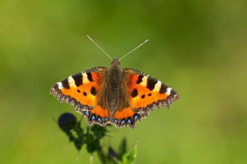 Small tortoiseshell butterfly (Aglais urticae) adult insect feeding on creeping thistle flower in