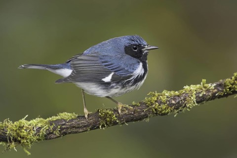Black-throated Blue Warbler (Setophaga caerulescens) male, British Columbia, Canada