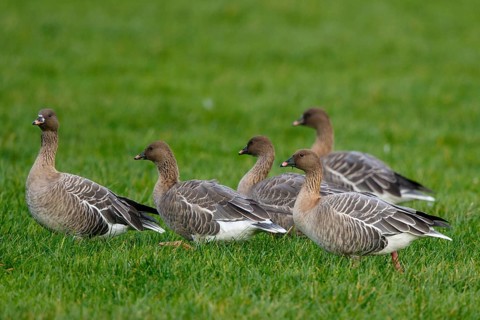 Pink-footed Goose (Anser brachyrhynchus) group resting, Netherlands